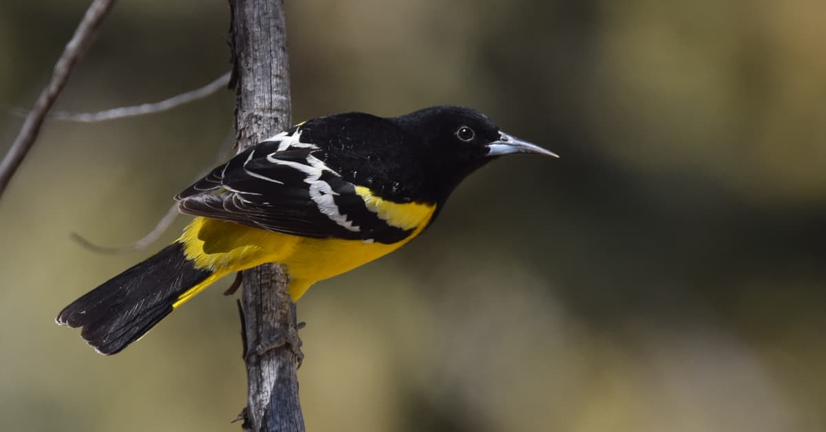 Bird Names Change to Honor Birds, Not Racist History