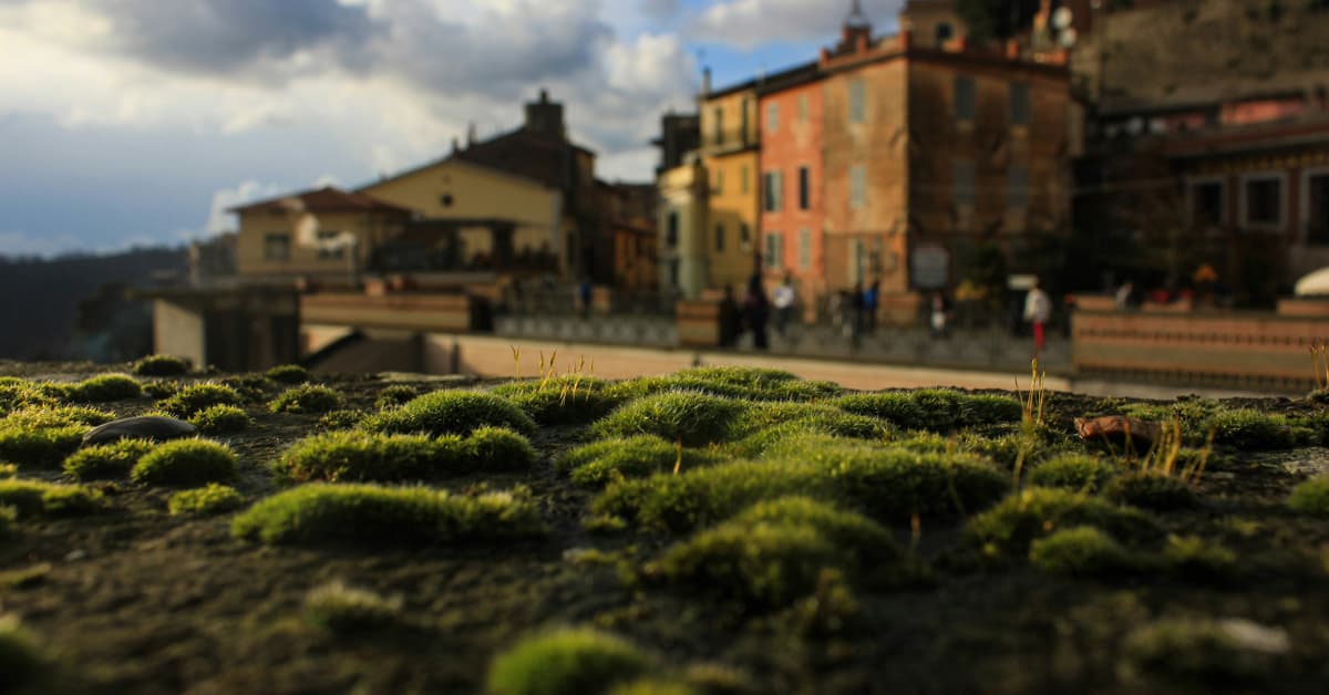 European Cities Use Moss Banks to Clean Roadside Air