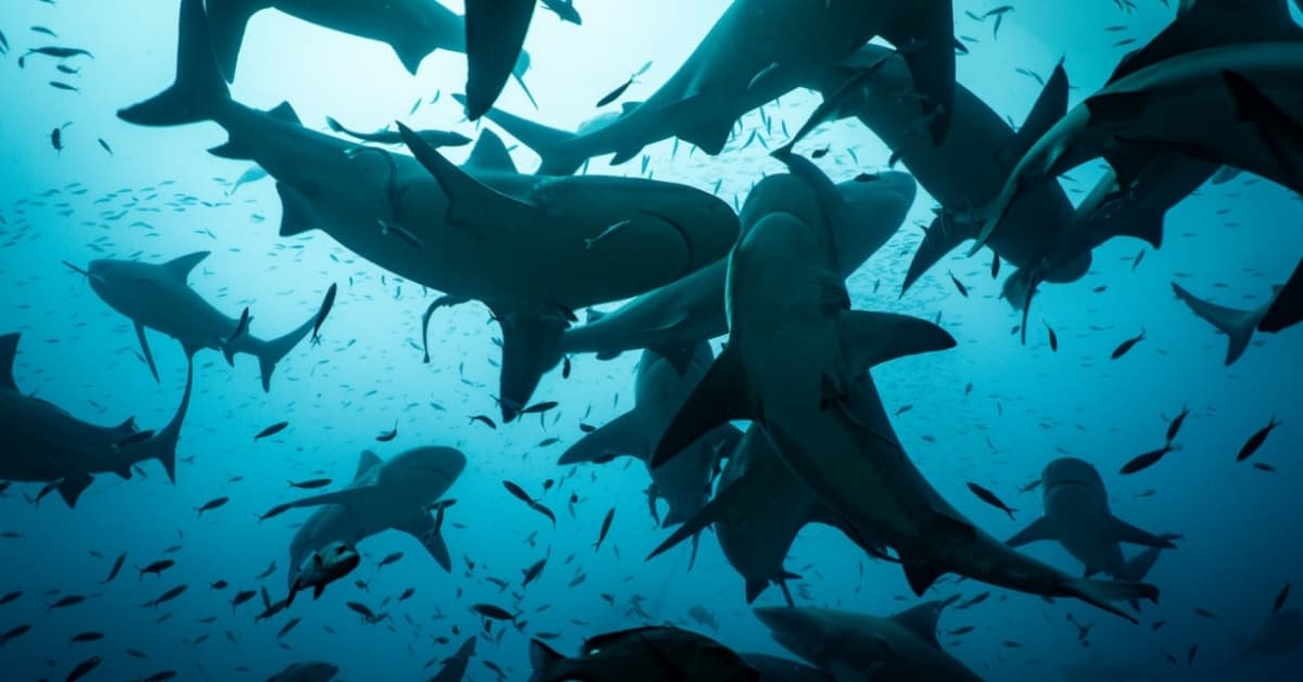 Sharks Make Friends and Help Our Ocean Environment