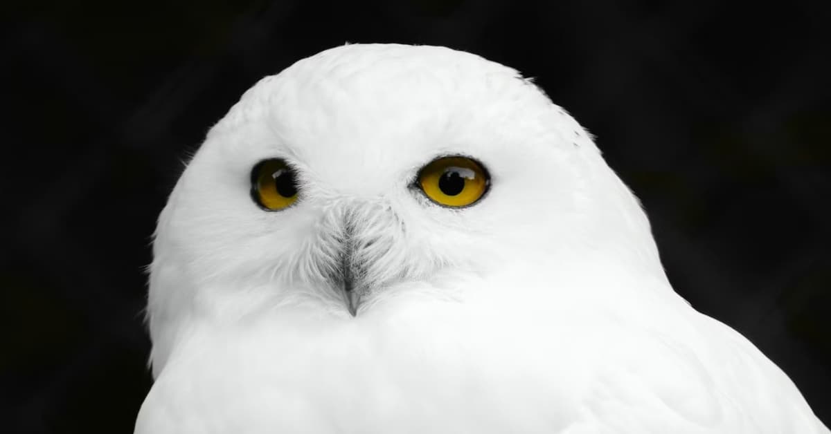 UN Protects 40 New Species Including Cheetahs and Snowy Owls