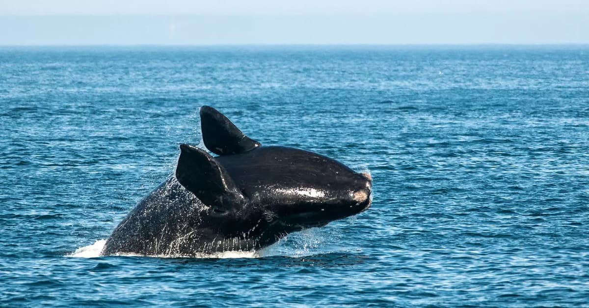 Scientists Start GoFundMe to Save Right Whales