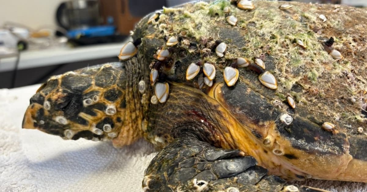 Endangered Sea Turtle Recovers After 90 Days of Care