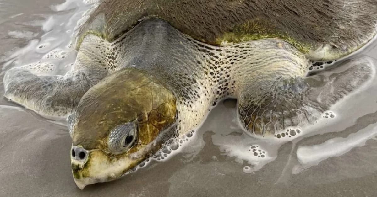 Lifeguard saves rare Kemp's ridley sea turtle on Texas coast