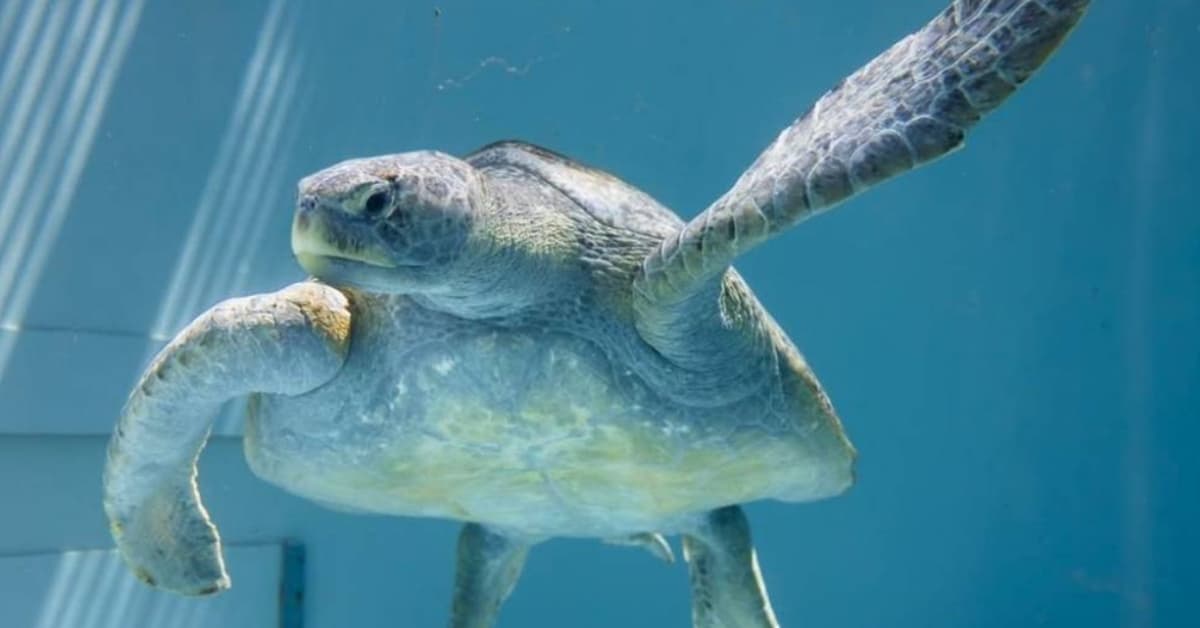 Sea Turtle Rescued From Fishing Line Needs Surgery
