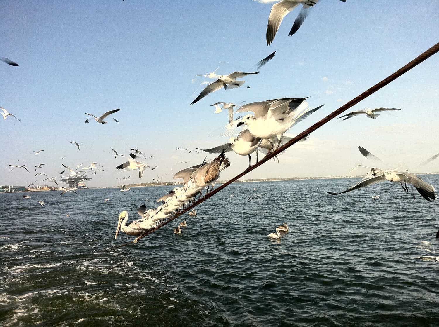 Spring Fling Earth Day at Armand Bayou Nature Center