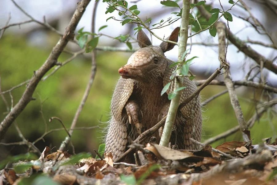 Big Thicket: Texas's Amazing Nature Preserve